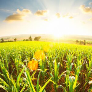Benefícios da agricultura orgânica para o produtor